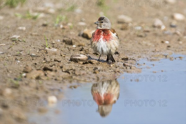 Linnet (Carduelis cannabina)