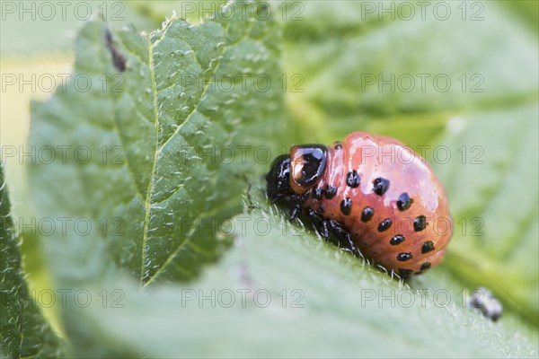 Larva of the Colorado potato beetle (Leptinotarsa decemlineata)