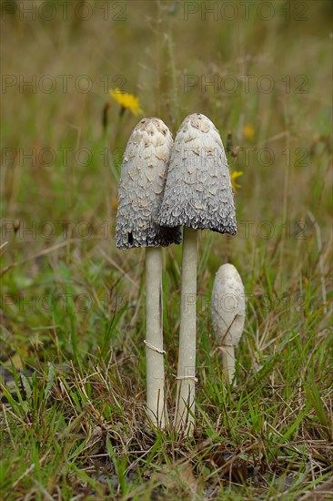 Shaggy ink caps (Coprinus comatus)