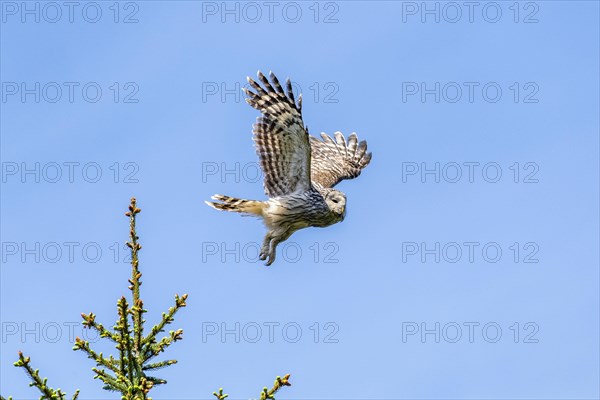 Ural owl (Strix uralensis) in flight