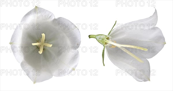 Peach-leaved bellflower (Campanula persicifolia)