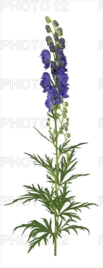 Monkshood (Aconitum napellus)