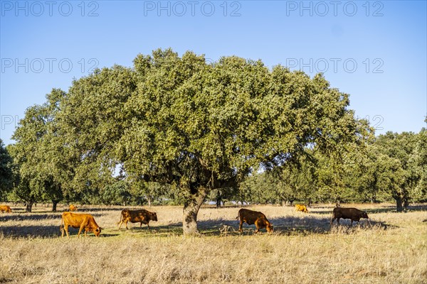 Alentejo landscape