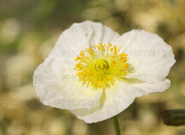 Iceland poppie bloom with narrow depth of field