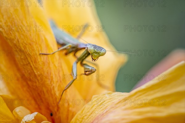 European mantis (mantis religiosa) on a flower