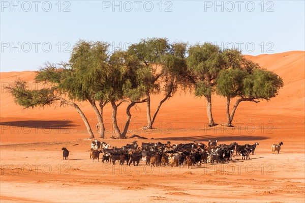 Flock of goats in the desert