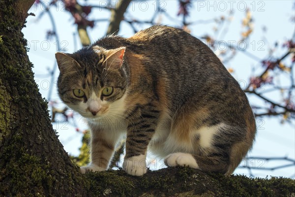 Cat (Felis catus)