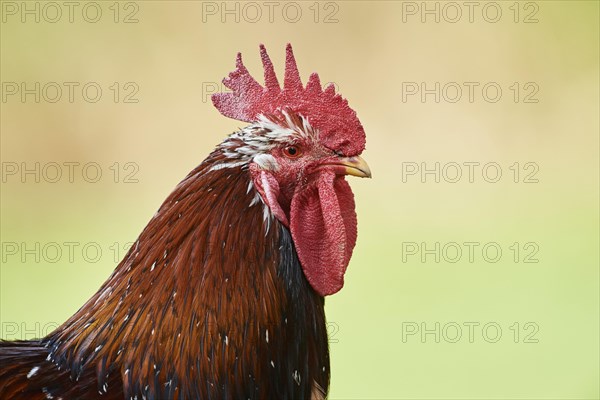 Chicken (Gallus gallus domesticus)