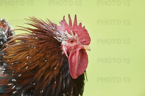 Chicken (Gallus gallus domesticus)