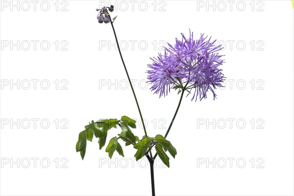 Meadow rue (Thalictrum aquilegiifolium) on white ground