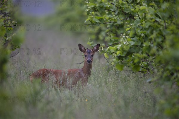 Knopfbock in the vineyard