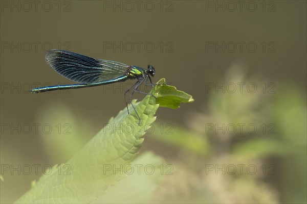 Banded demoiselle (calopteryx splendens)