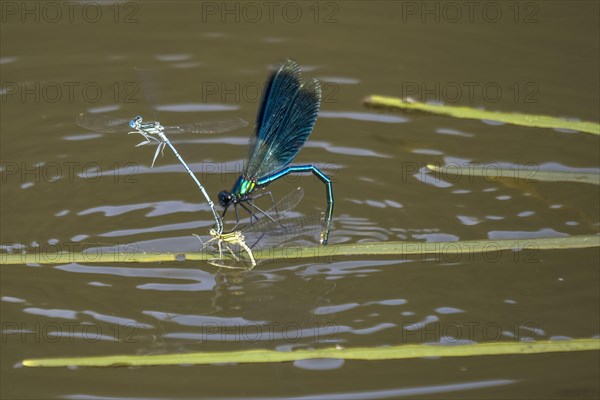 Banded demoiselle (calopteryx splendens) male