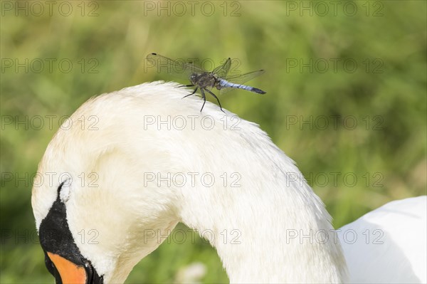 Black-tailed Skimmer (Orthetrum cancellatum)