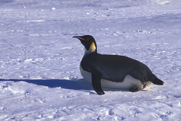 Adult Emperor penguin (Aptenodytes forsteri) sliding on ice floe