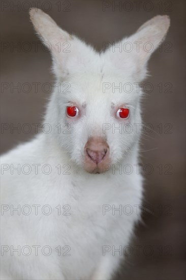 Red-necked wallaby (Macropus rufogriseus)