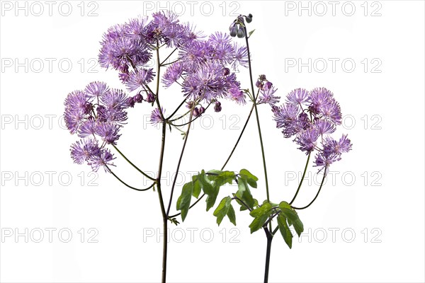 Meadow rue (Thalictrum aquilegiifolium) on white ground