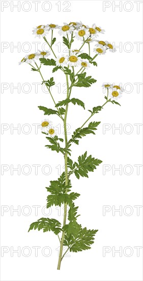 Feverfew (Tanacetum parthenium)