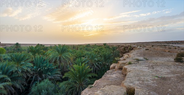 Cliff edge and valley full of palm trees