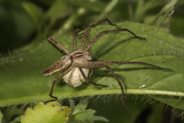 Nursery web spider (Pisaura mirabilis) with egg cocoon