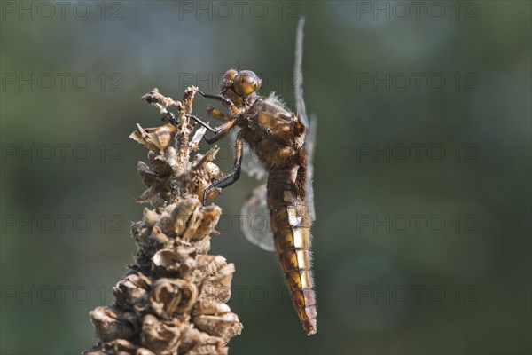 Broad-bodied chaser (Libellula depressa)