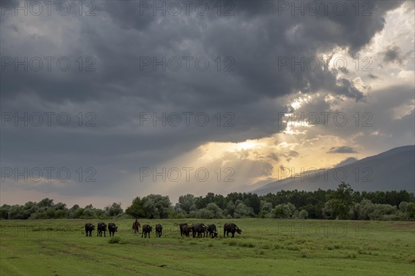 Shepherd with small herd of water buffalo