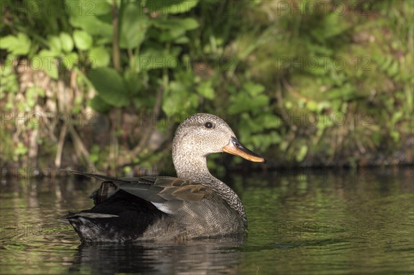 Gadwall (Anas strepera)