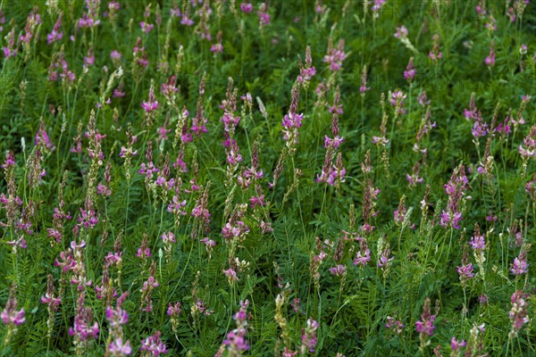 Alfalfa field in Limagne plain