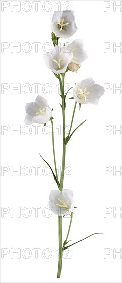 Peach-leaved bellflower (Campanula persicifolia)