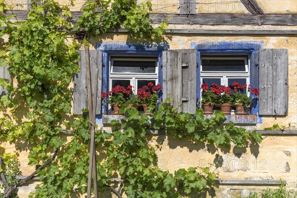 Window with geraniums of a crofter's house/vintner's house