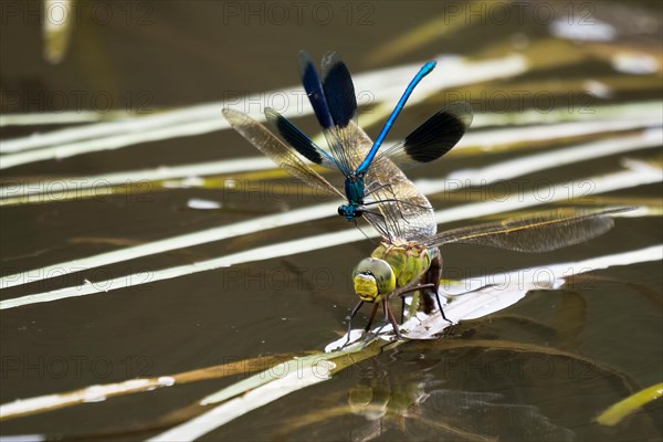 Southern Hawker (Aeshna cyanea)