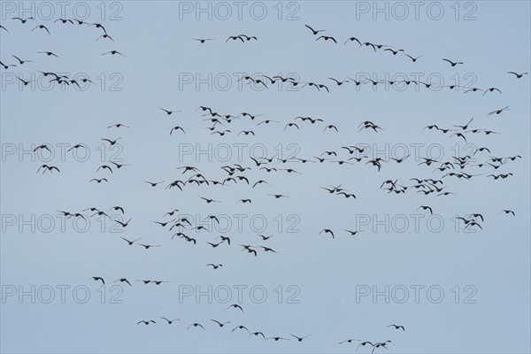 Brent Goose (Branta bernicla) in fly on blue sky