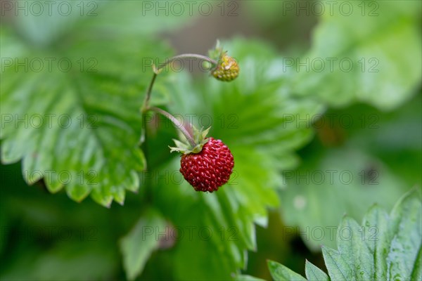 Small wild strawberry