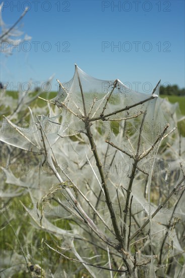 Insect damage by Ermine butterfly (Yponomeutidae) in Ystad