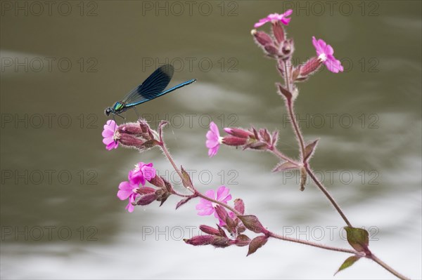 Banded demoiselle (calopteryx splendens)