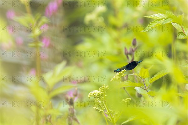 Banded demoiselle (calopteryx splendens)