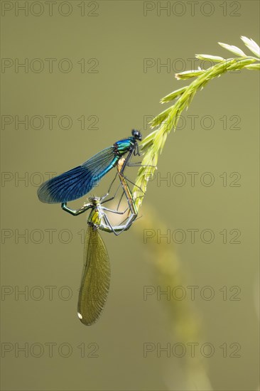 Banded demoiselles (calopteryx splendens)