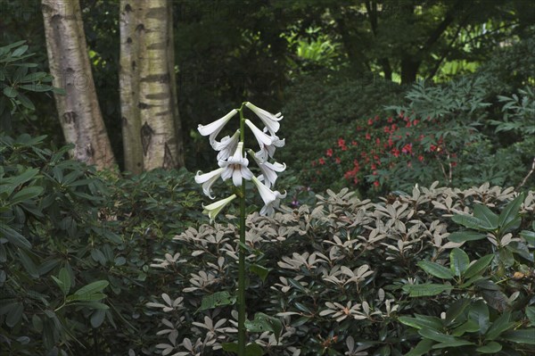 Giant Himalayan lily (Cardiocrinum giganteum)