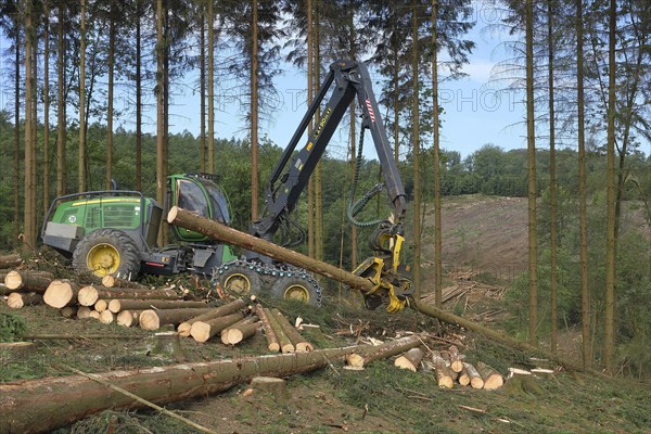 Harvester harvesting spruce infested with Grained spruce bark beetle (Cryphalus abietis)