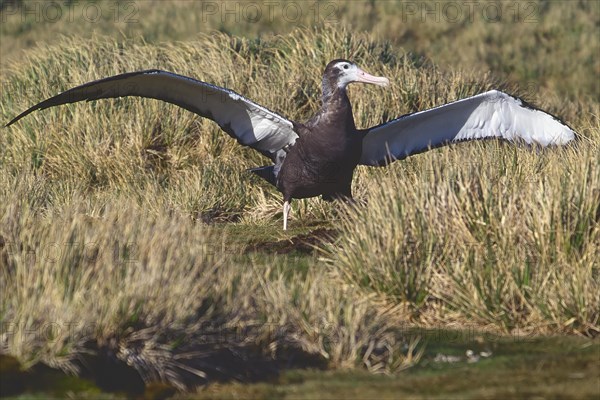 First flight of a juvenile Wandering Albatross (Diomedea exulans)