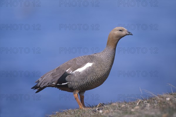 Ruddy-headed Goose (Chloephaga rubidiceps)