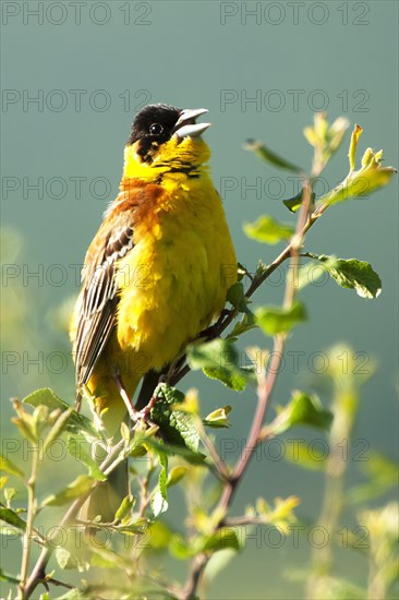 Black-headed Bunting (Emberiza melanocephala) on the singing platform