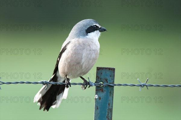 Great grey shrike (Lanius excubitor) on a pasture fence