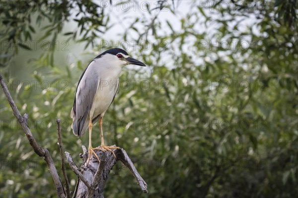 Black-crowned night heron (Nycticorax nycticorax) sitting on tree trunk