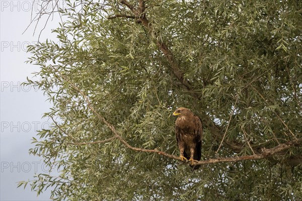 Long-legged Buzzard (Buteo rufinus)