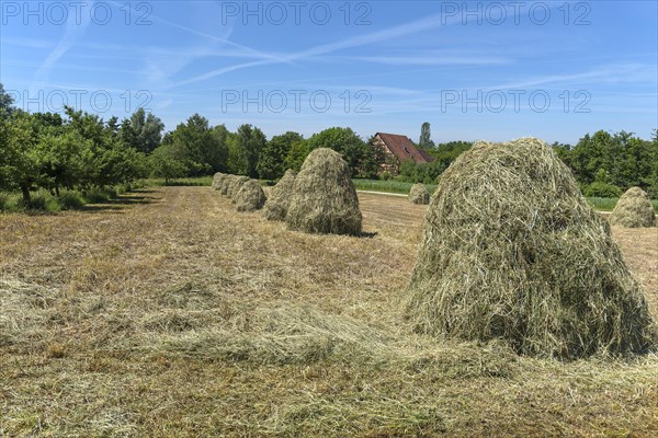 Piled up haystacks on a field