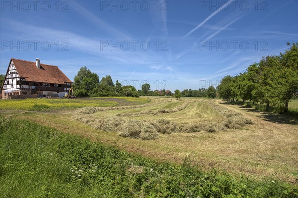 Windrowed hay in the meadow