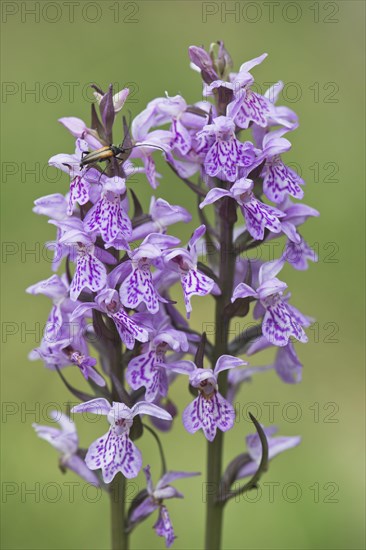 False blister beetle (Oedemera femorata) on Moorland spotted orchid (Dactylorhiza maculata)