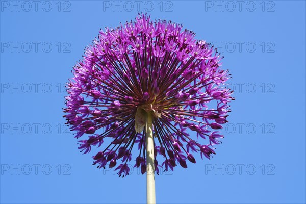 Giant Onion (Allium Giganteum)