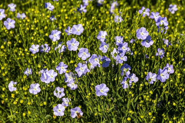 Flax (Linum usitatissimum) field in flower